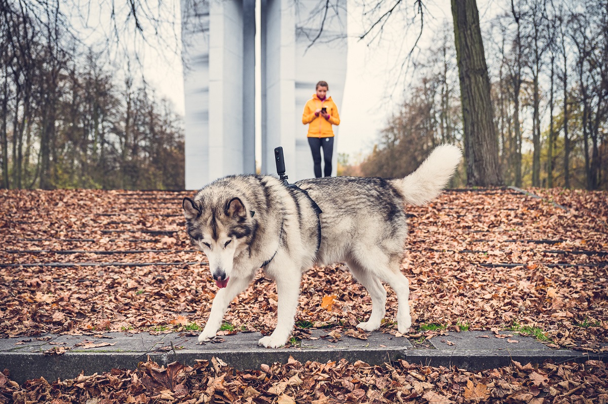 Zestaw akcesoriów montażowych na psa Insta360 Pet Bundle